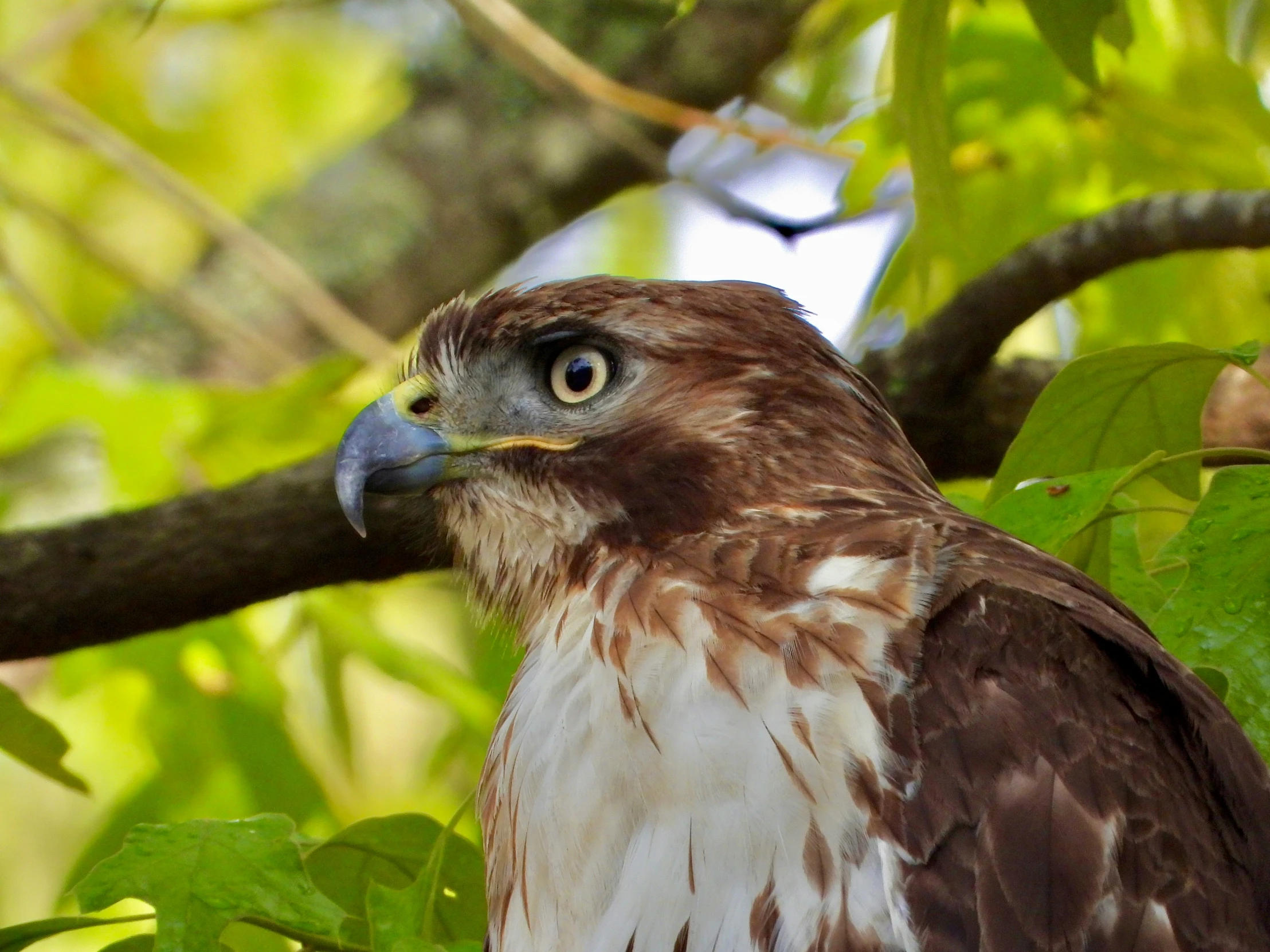 the eagle is perched on a tree nch