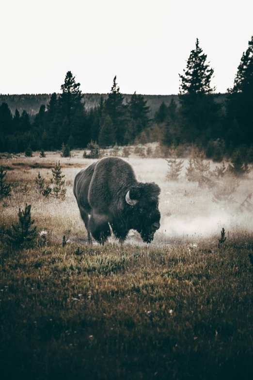 a bison in the middle of a field