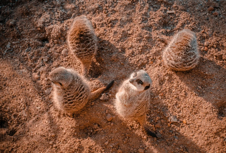 two animals standing in the dirt with their  out