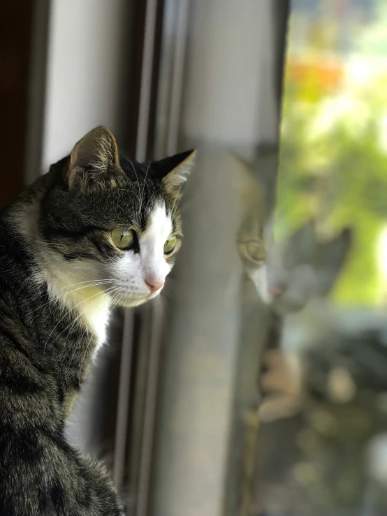 two cats are looking into the window of their home