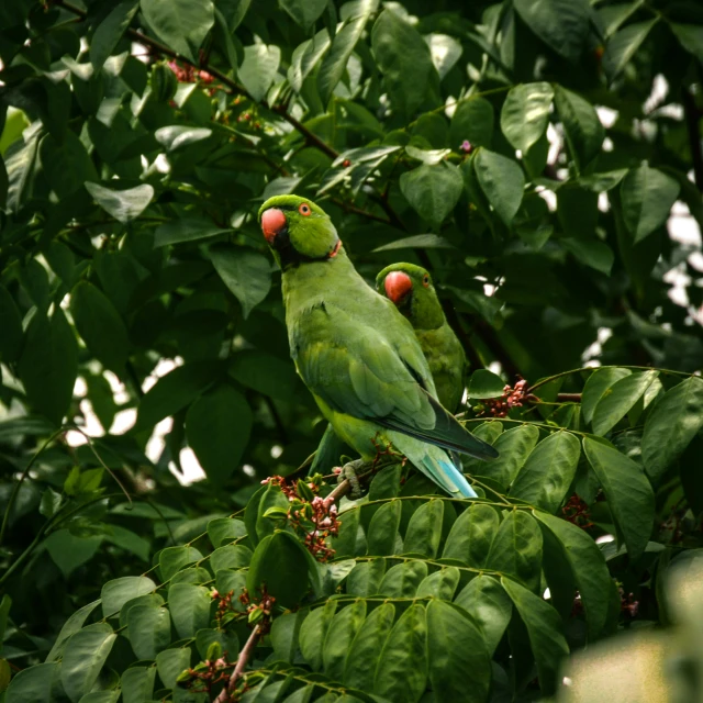 two green birds are perched in a tree