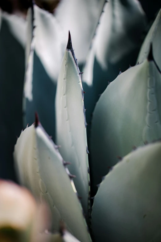 an up close s of a cactus plant