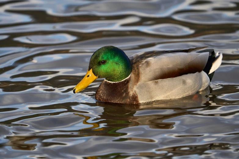 a duck is sitting on the water alone