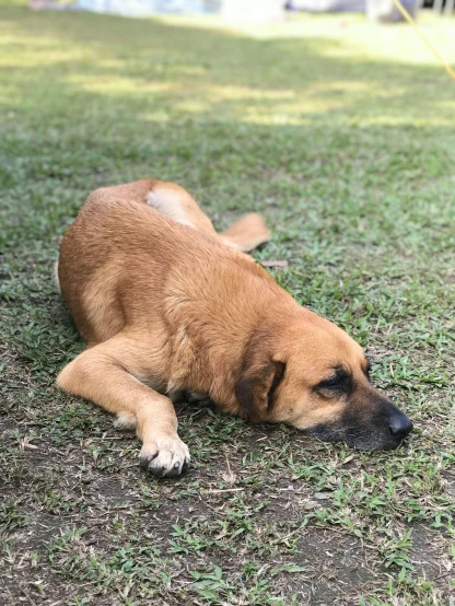 a dog is laying down in the grass near a body of water