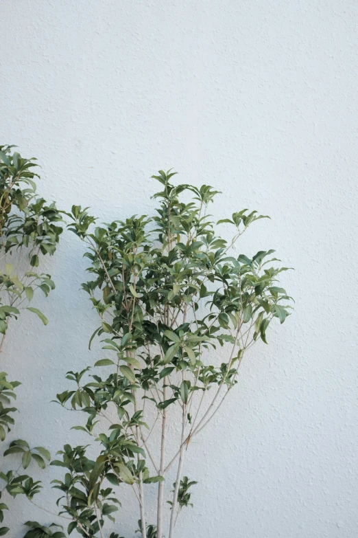 small green bush against the wall of a building