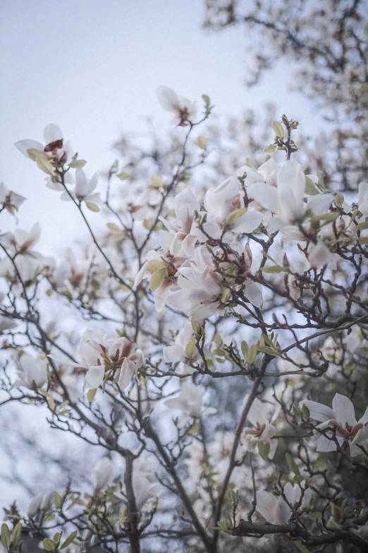 a small tree has lots of white flowers