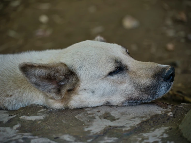 a large white dog sleeping on top of a cement floor