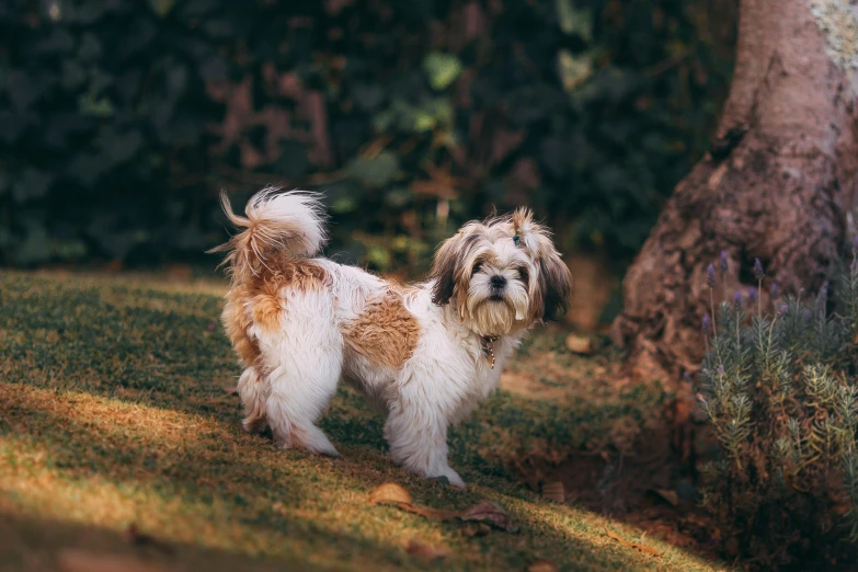 a small dog is walking on some grass