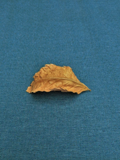a single brown leaf on blue cloth