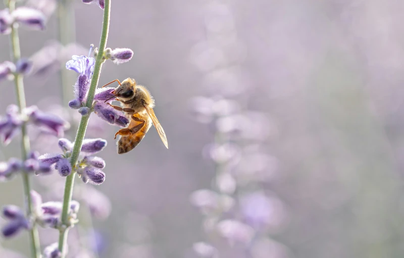 a bee that is on some kind of flower