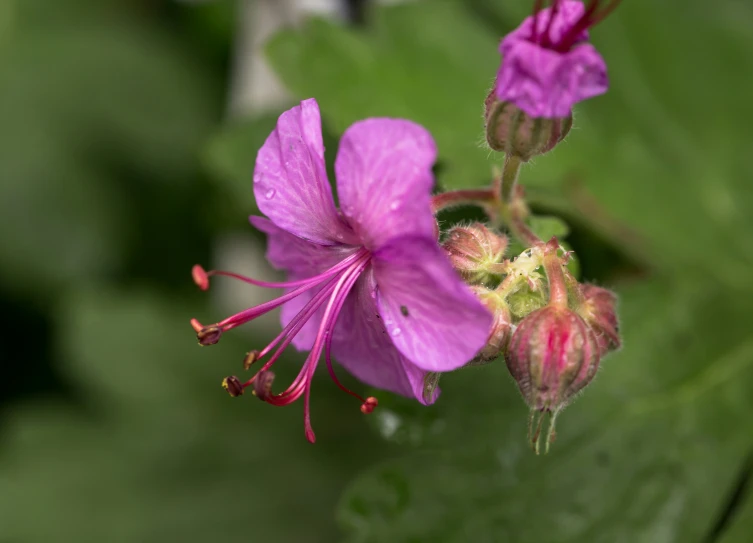 a purple flower grows in front of green leaves