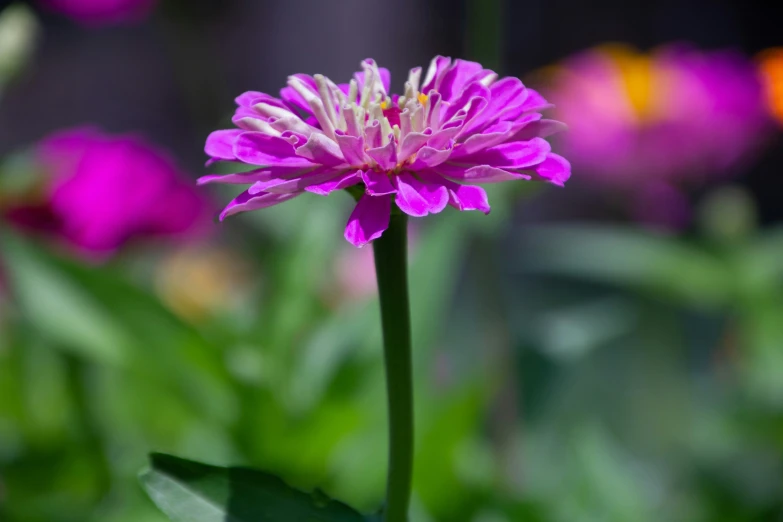 a pink flower is on the ground in front of some purple flowers