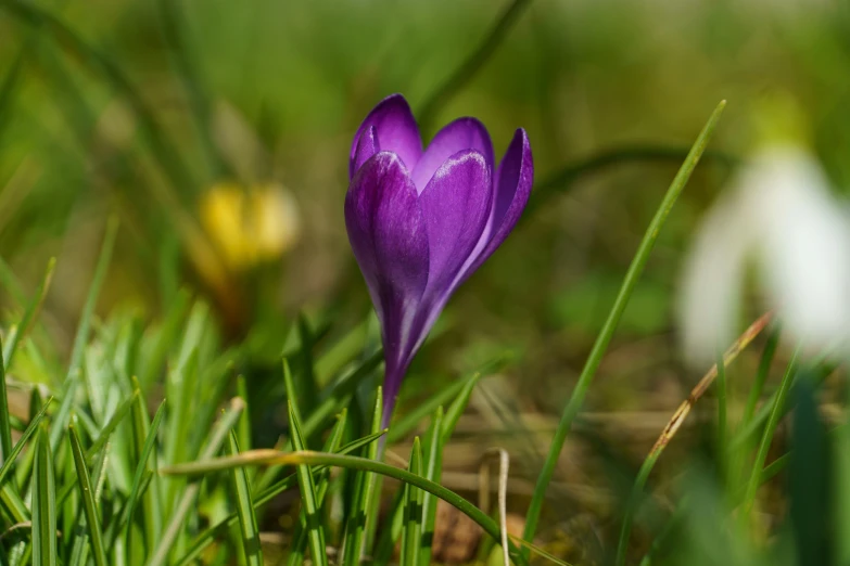purple flower on green grass with other flowers in the background