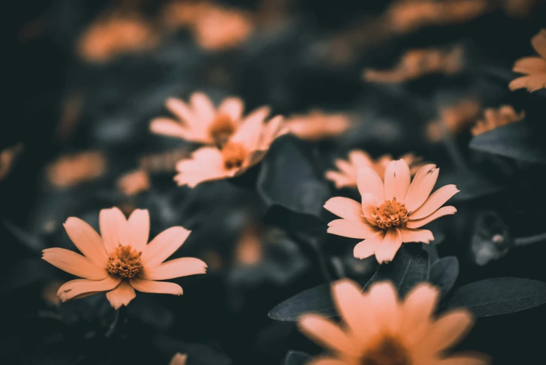 several yellow flowers in a black and white background