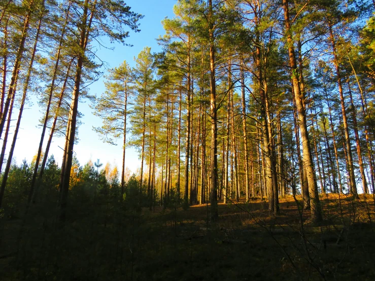 a lush green forest filled with lots of tall pine trees