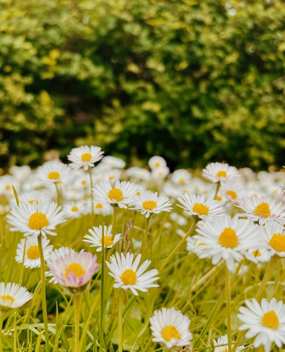 a large group of daisies grow in a field