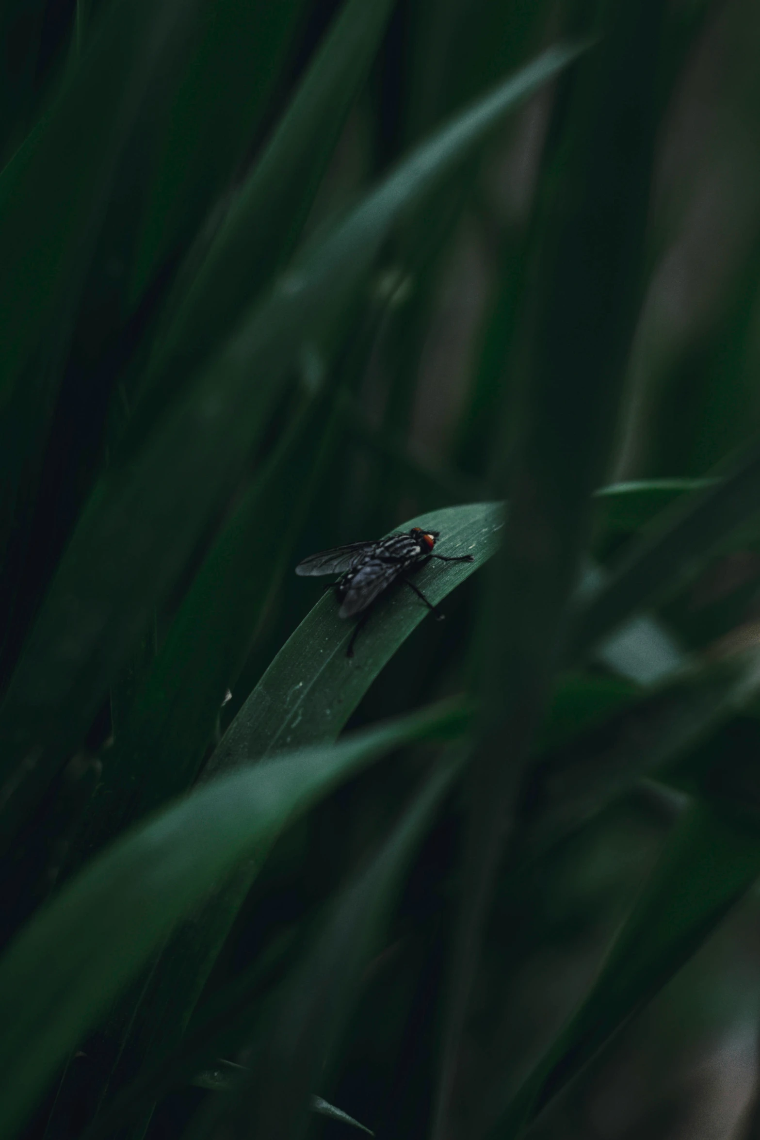 a fly on top of a leaf, in a grassy area