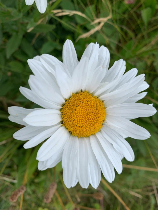 white and yellow flower in green field area