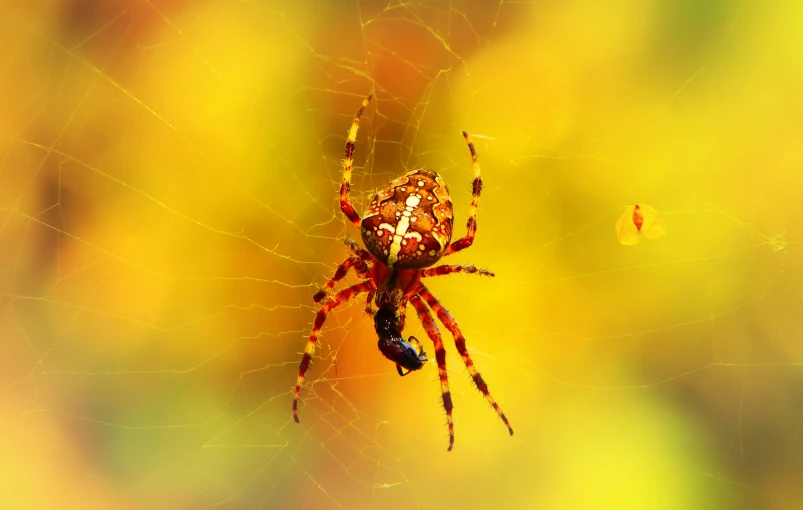 a large spider with a red and yellow web on it