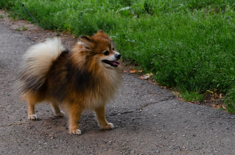 a close up of a dog walking on a street