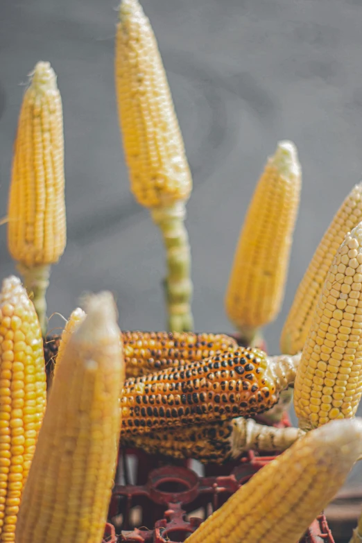 the corn is growing out of the pot