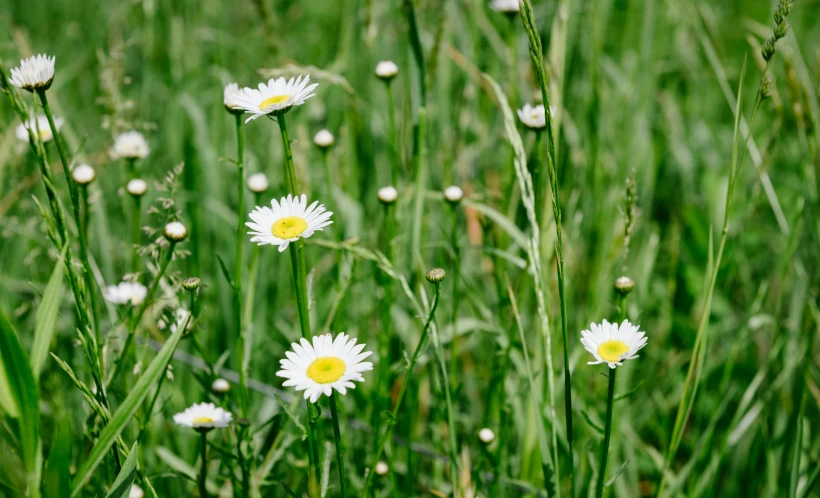 a field with some white daisies in the middle