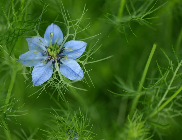 the blue flower has a bud on it