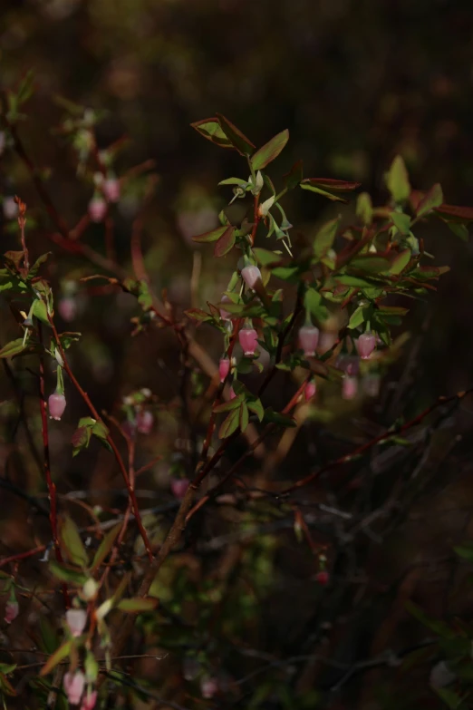 a flower bush with little pink flowers on it