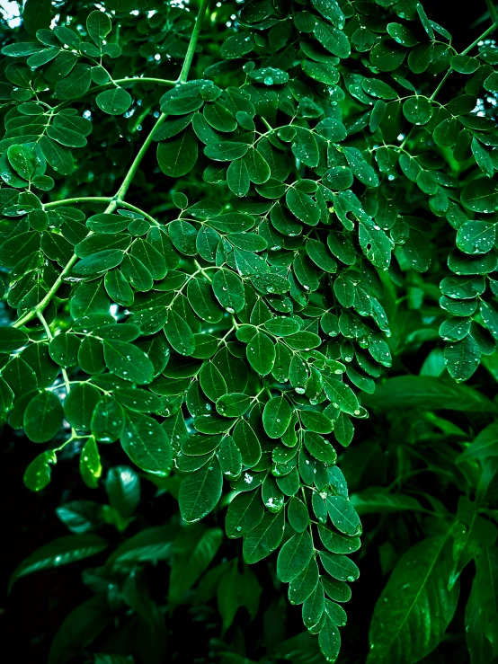 an image of green leaves and raindrops that have been droplets