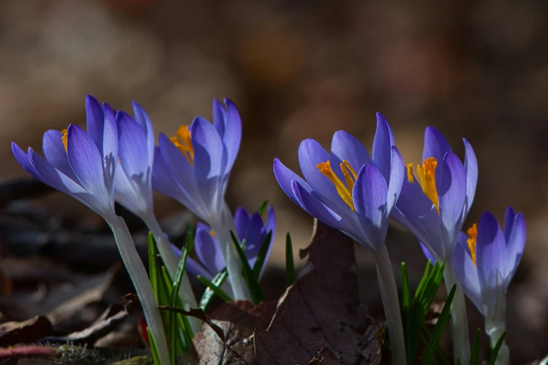 purple crocsants growing in the sunlight with leaves