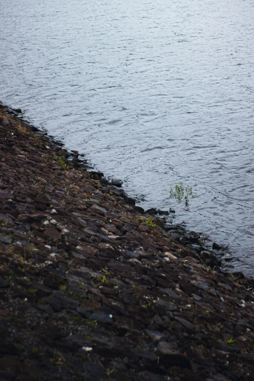 a white bird is walking along the water