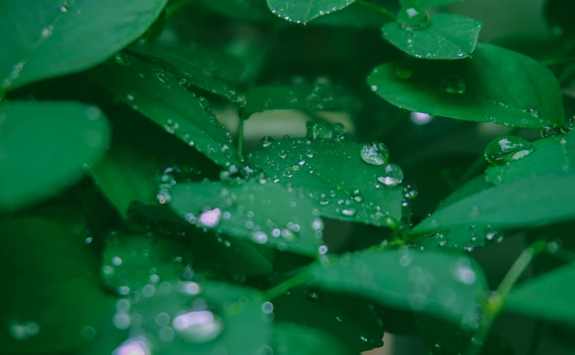 a green plant with water drops on it