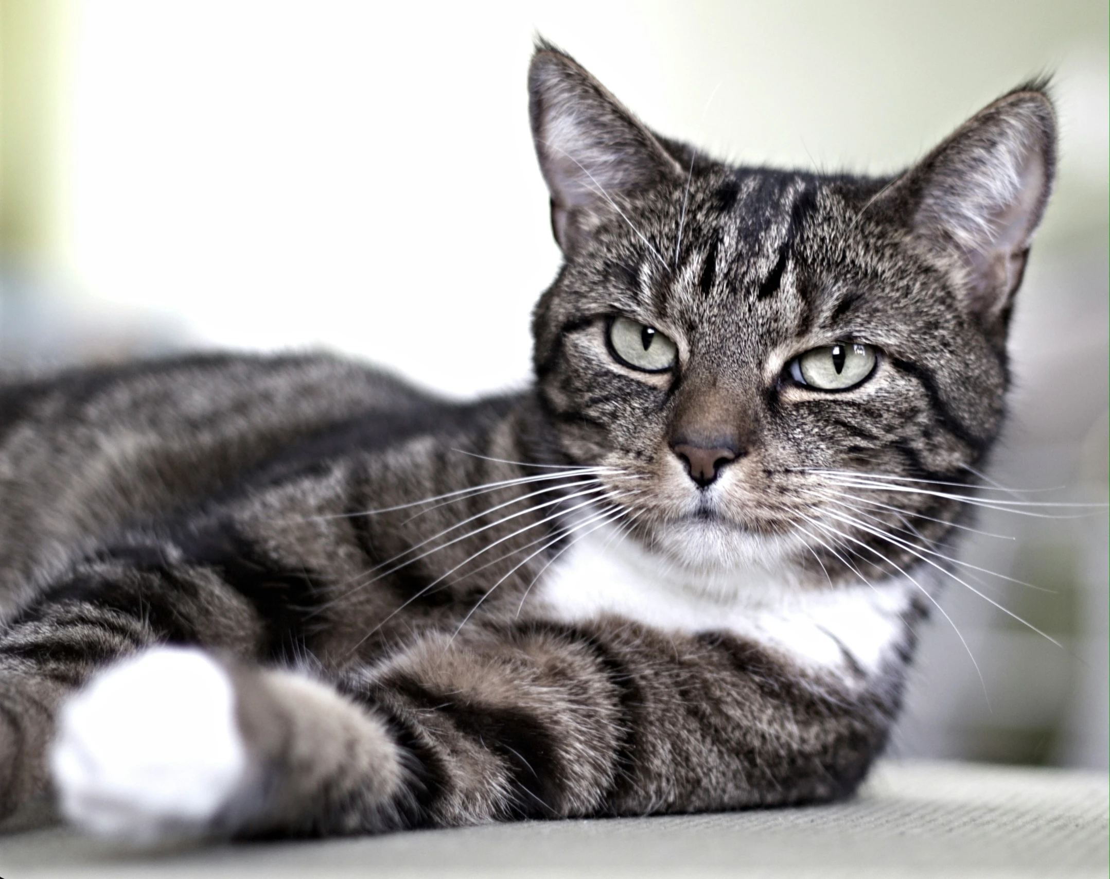 the cat is lying on the bed with its eyes closed