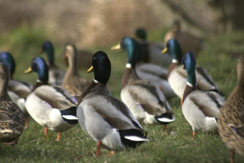 a bunch of ducks walk together in the grass