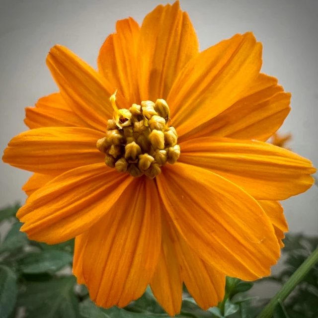 bright yellow flower with green leaves in background