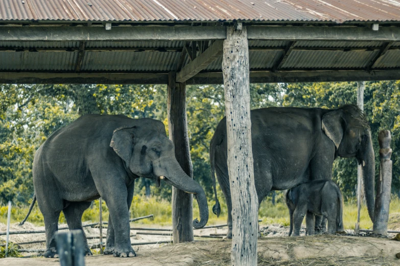 two elephants under a metal roof in their pen