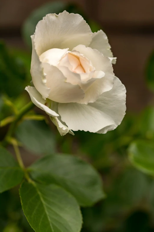 a white rose with green leaves near a brick wall