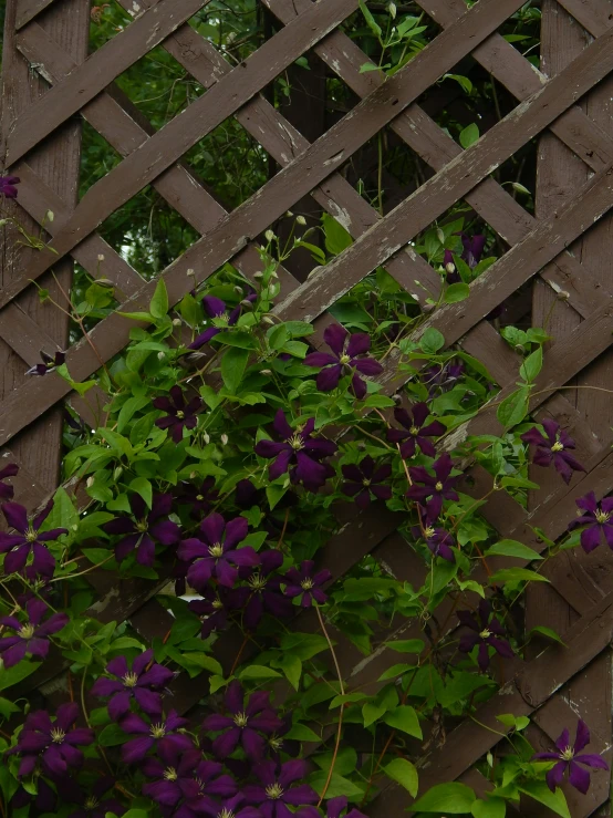 an image of plants growing over a fence