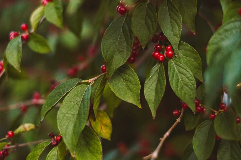 a closeup of a leafy tree with red berries