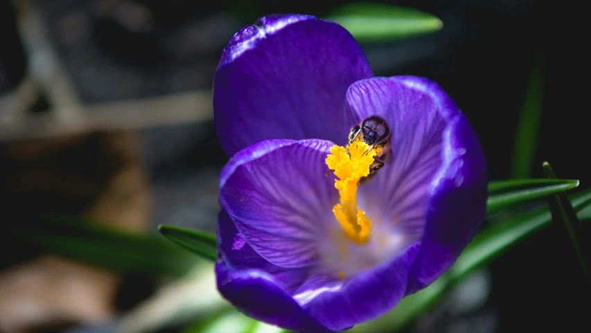 a purple flower with two yellow stripes is shown