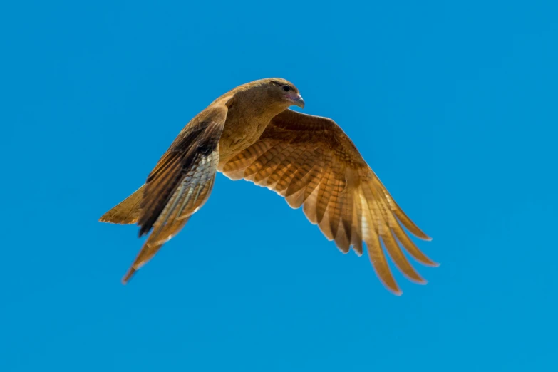 a bird is flying high into the air