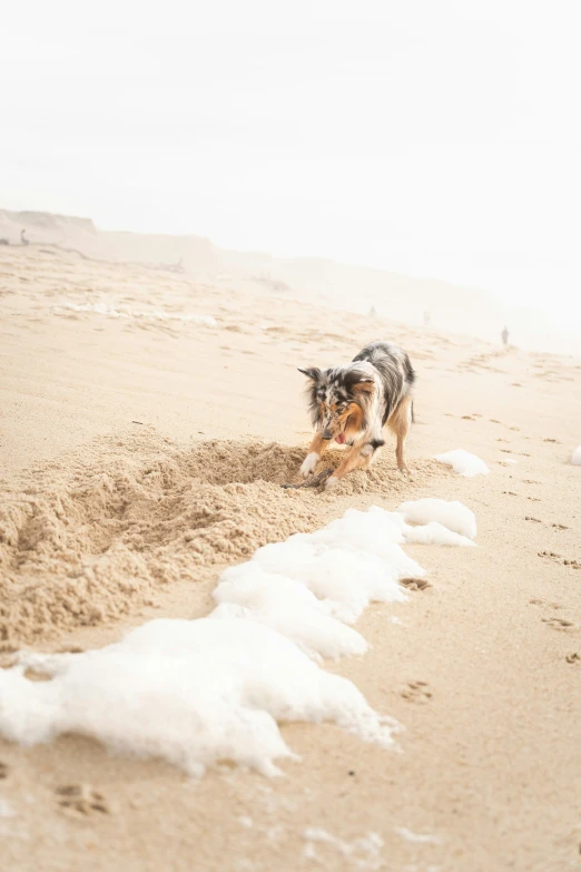 a dog on a beach digging in the sand