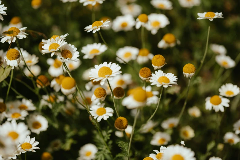 there are many flowers that are in the field