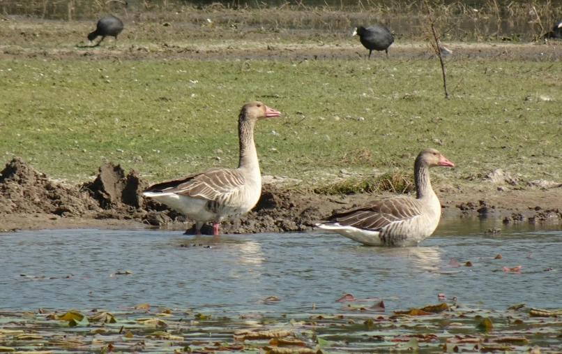 the geese are swimming in the shallow water