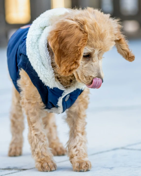 brown dog wearing a jacket on the sidewalk