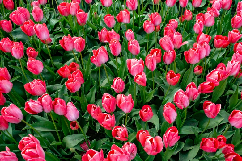 a lot of pink tulips are on display