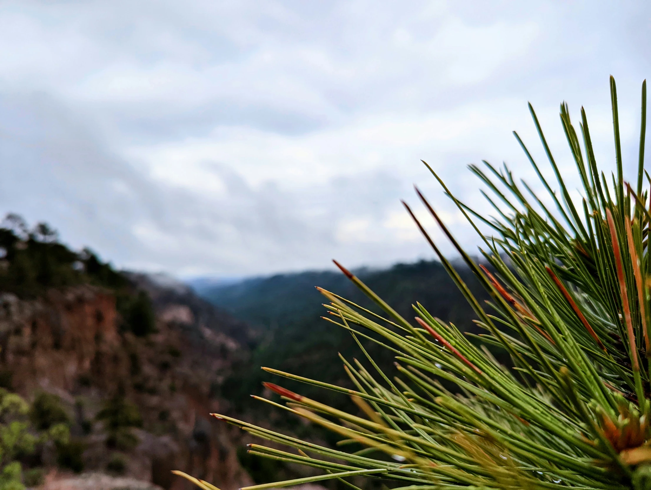 a pine tree with mountains in the background