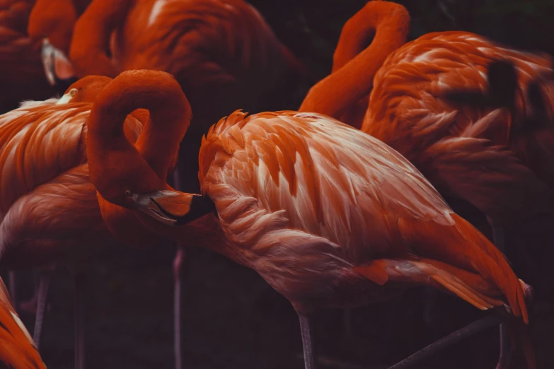 several flamingos are standing together, some with open beaks