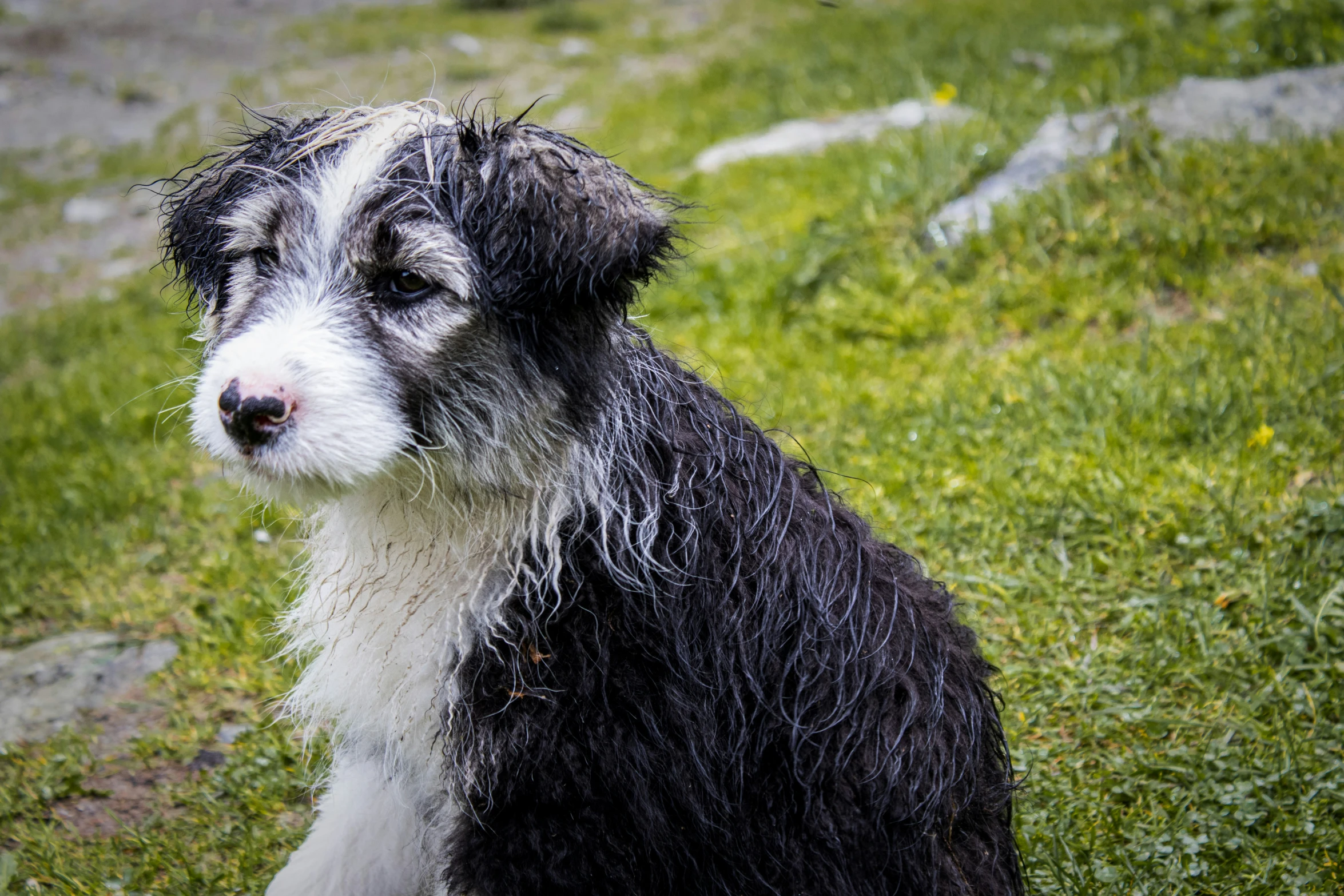 a dog that is sitting in the grass