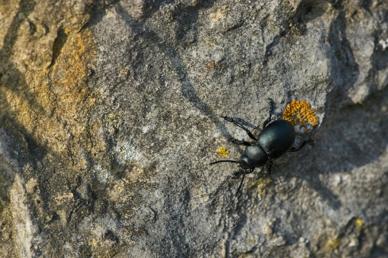 a rock with a black and yellow insect on it